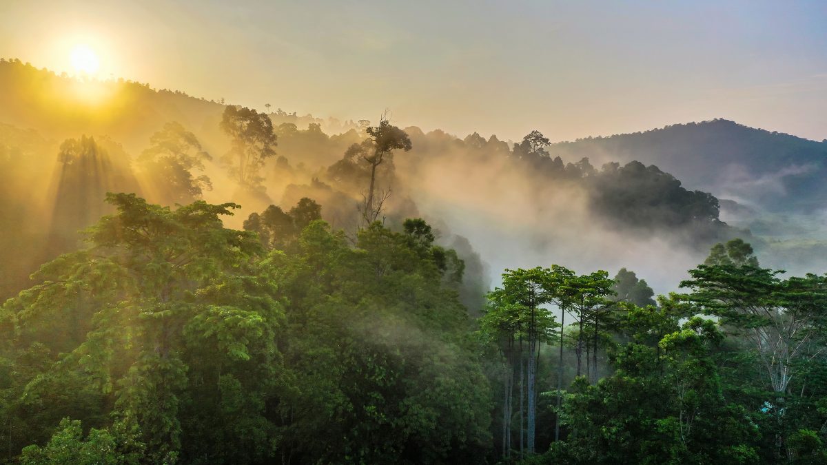 Regenwoud Borneo_s