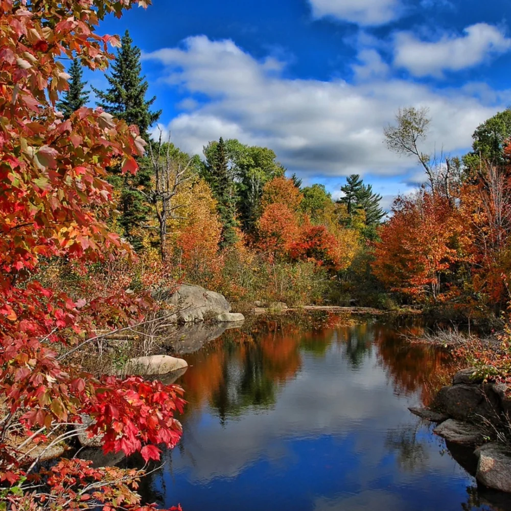 Springfield Nb Canada - Reforestation in New Brunswick » Hotels For Trees
