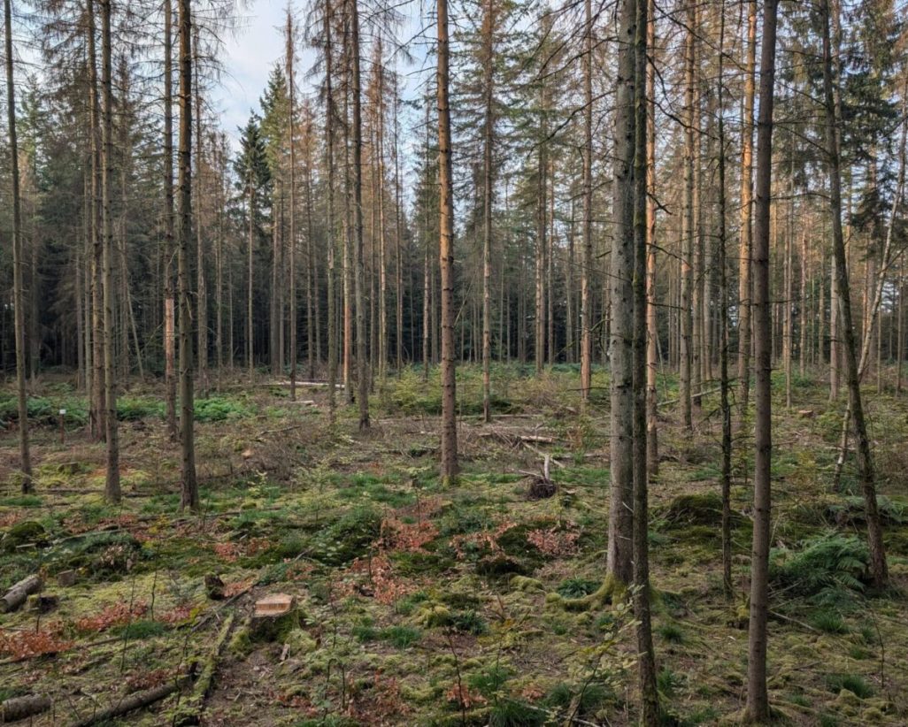 Merzig-3-scaled-1440x0-c-default