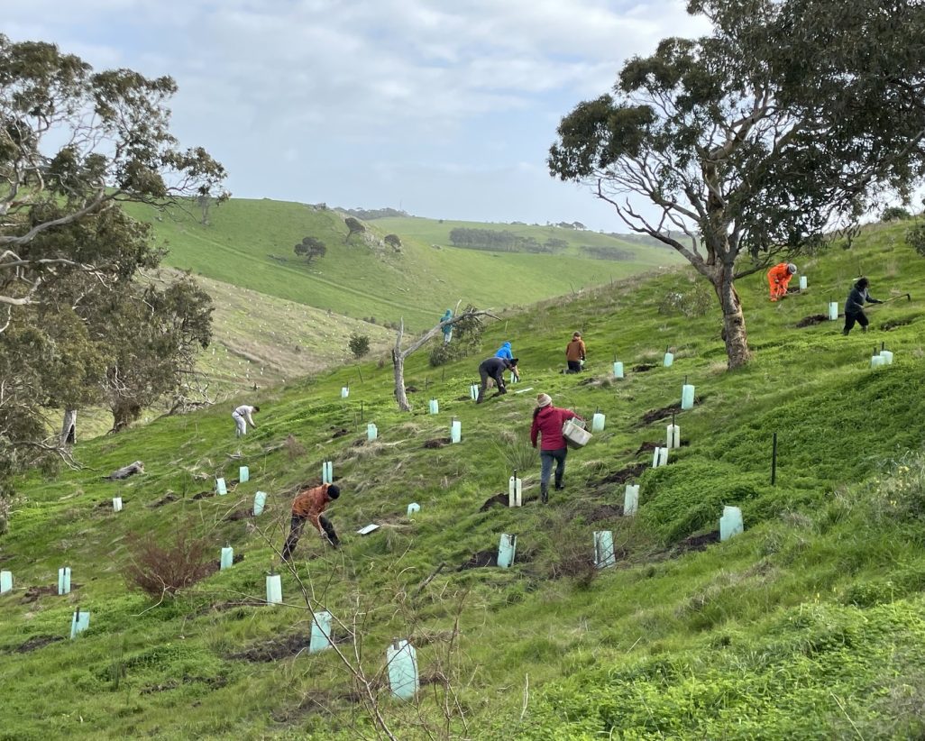 SA -Myponga planting 2
