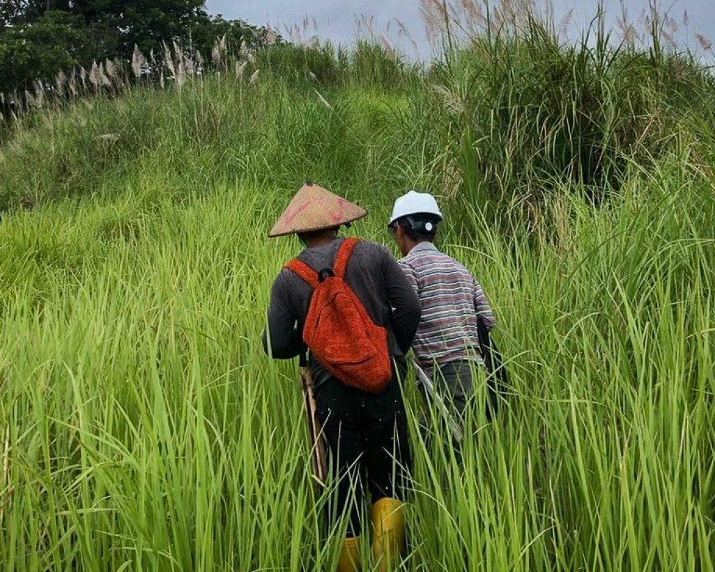 Temboan-alang-alang-gras-3-e1770906873355