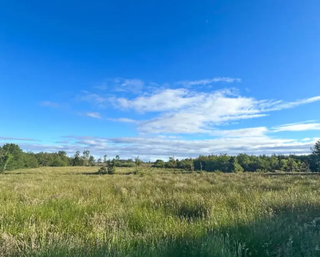 overview-of-the-newly-planted-site-768x1024