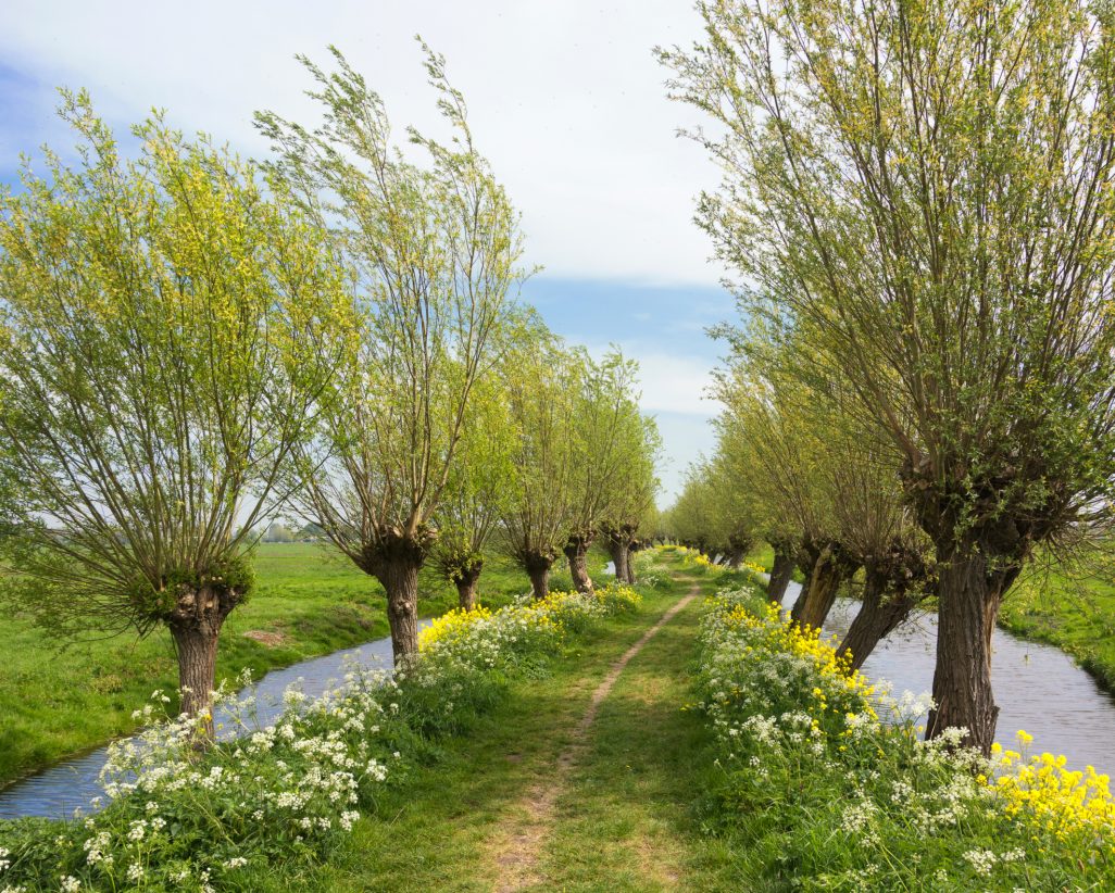 View,On,A,Typical,Dutch,Landscape,In,Spring,In,The